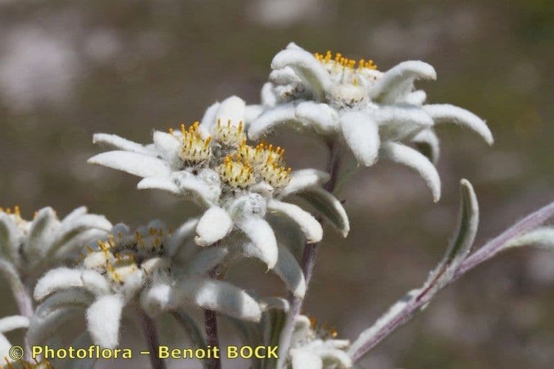 Plesnivec alpský 24