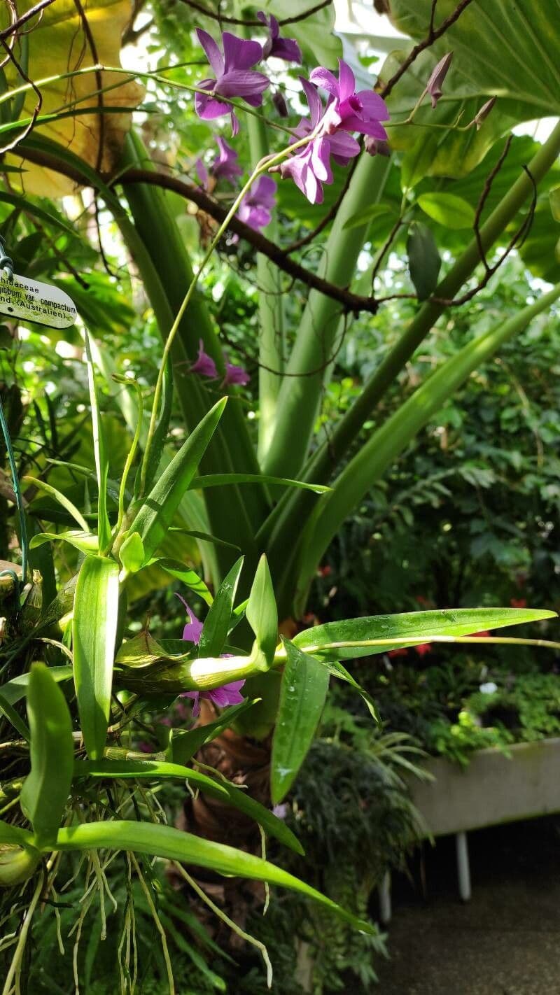 Dendrobium bigibbum 6