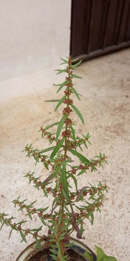 Ammannia baccheriforme 13