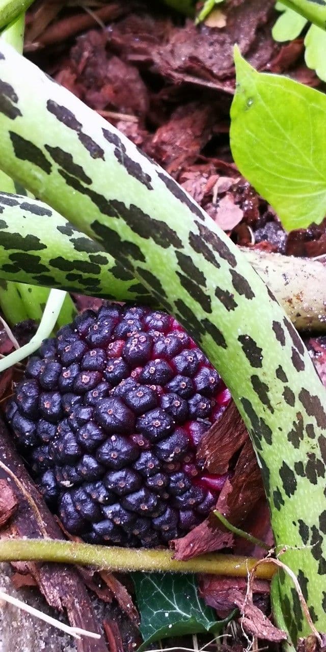 Sauromatum 2