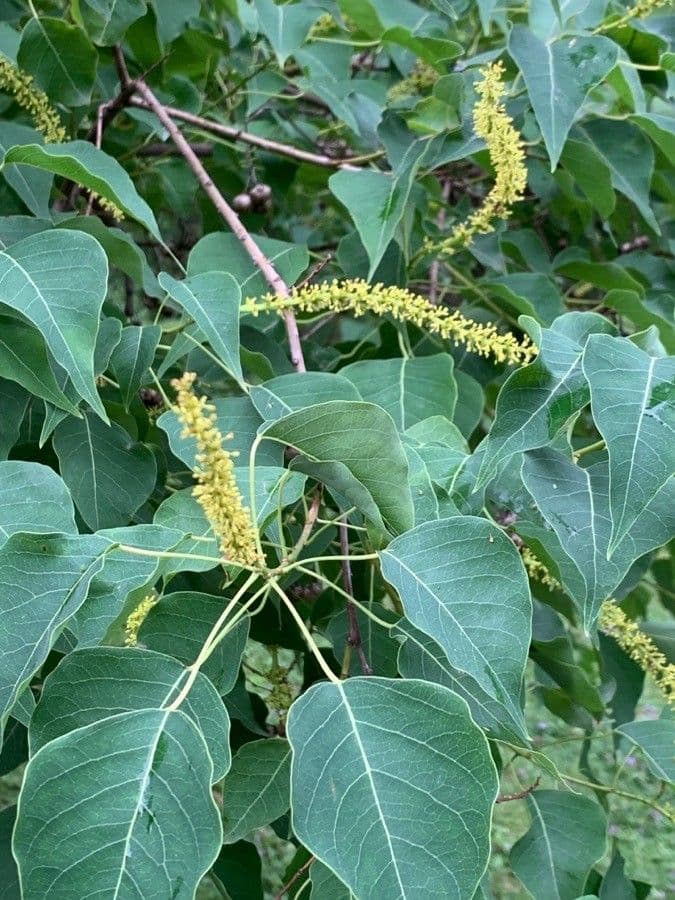 Candleberry-tree 31