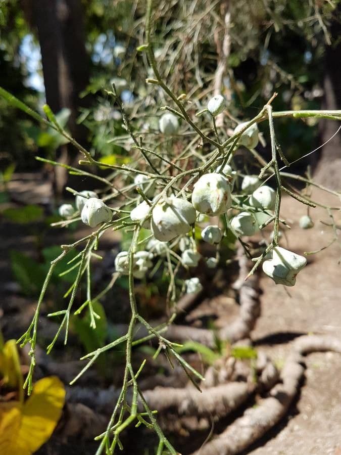Rhamnus 21