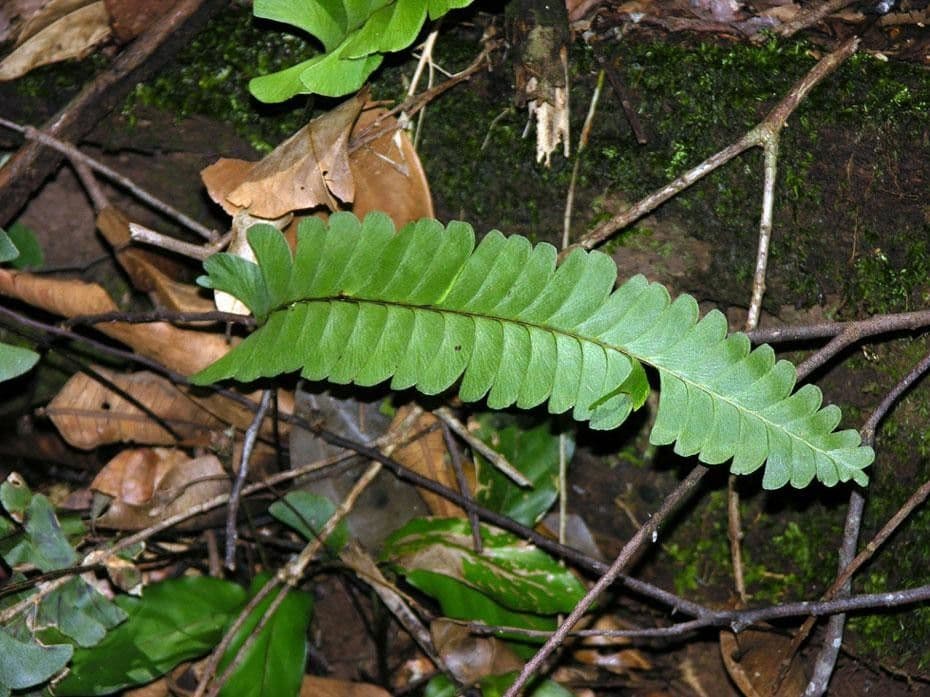 Lindsaea lancea 2