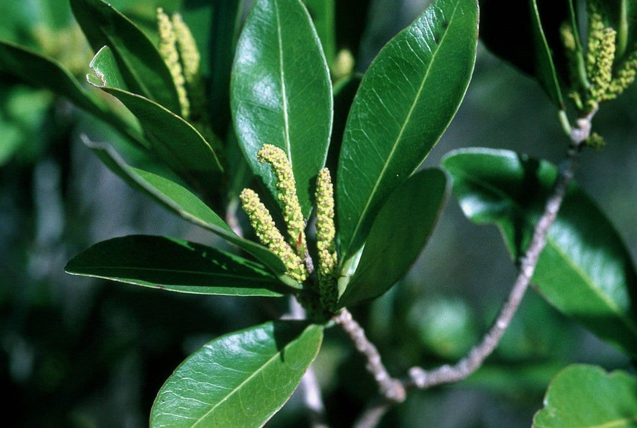 Gymnanthes lucida 7