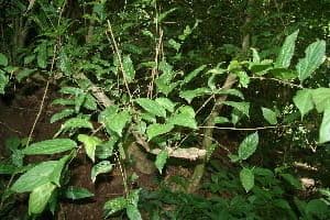 Celtis iguanaea 8