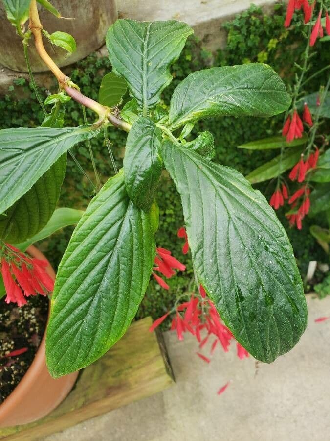 Odontonema 4