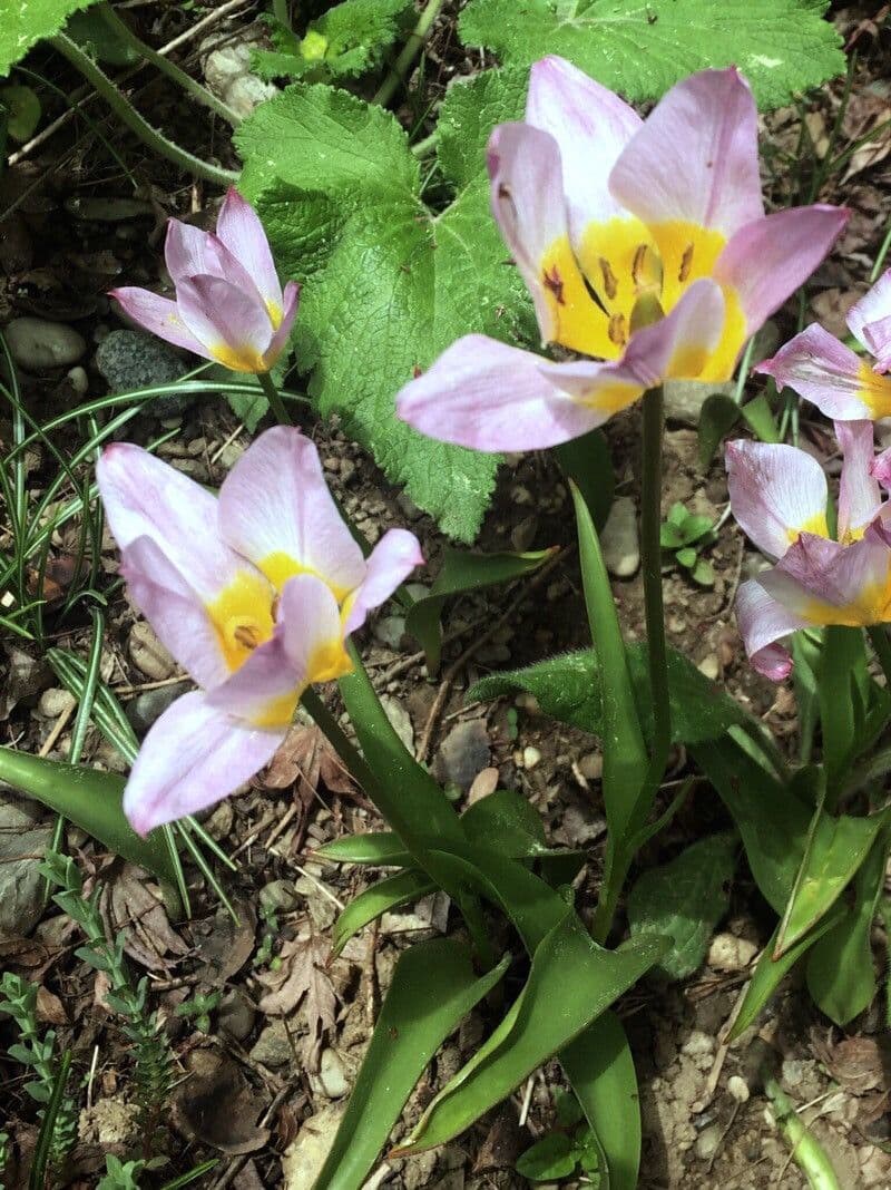 Tulipano 4