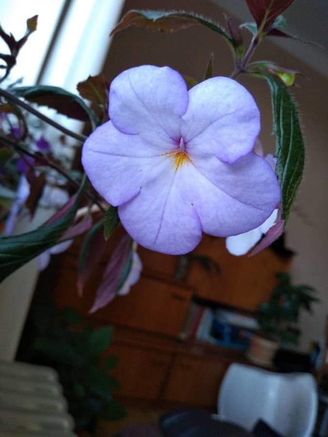 Schöne Achimenes 3