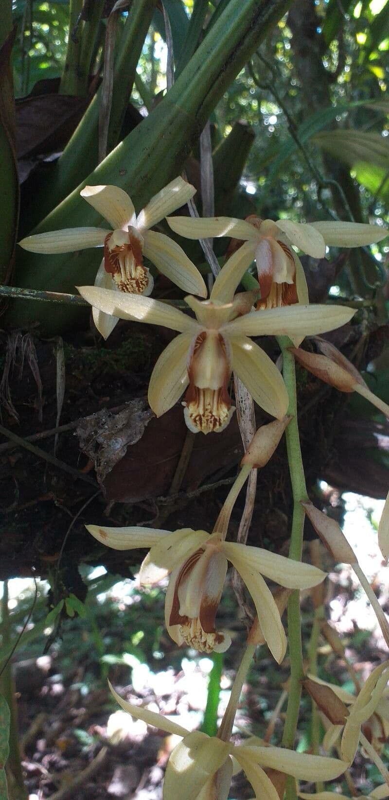 Coelogyne 3