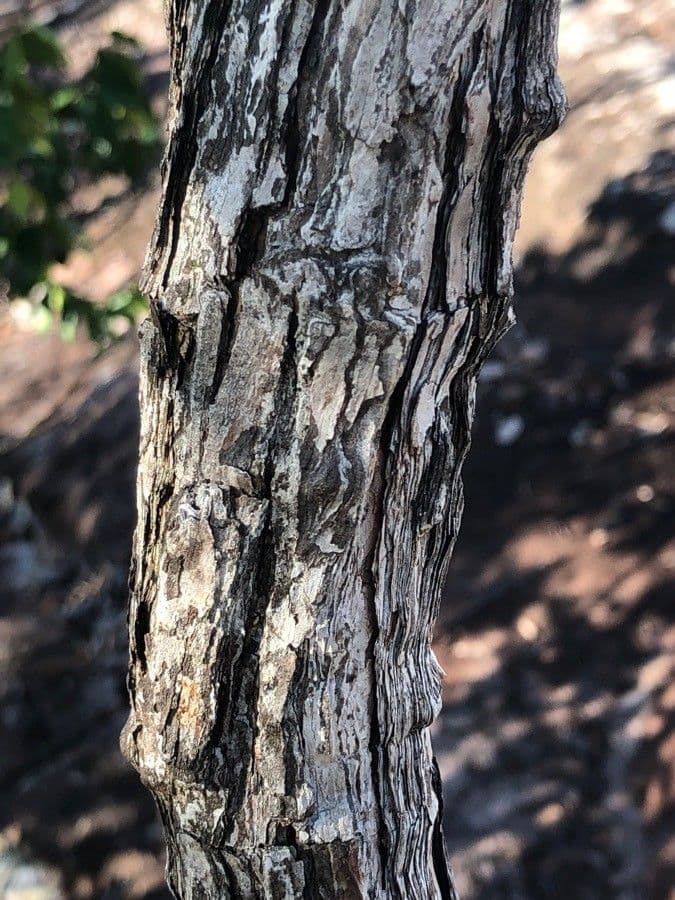 Cratoxylum 3