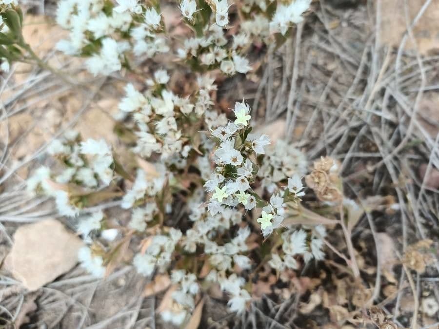Limonium lobatum 4