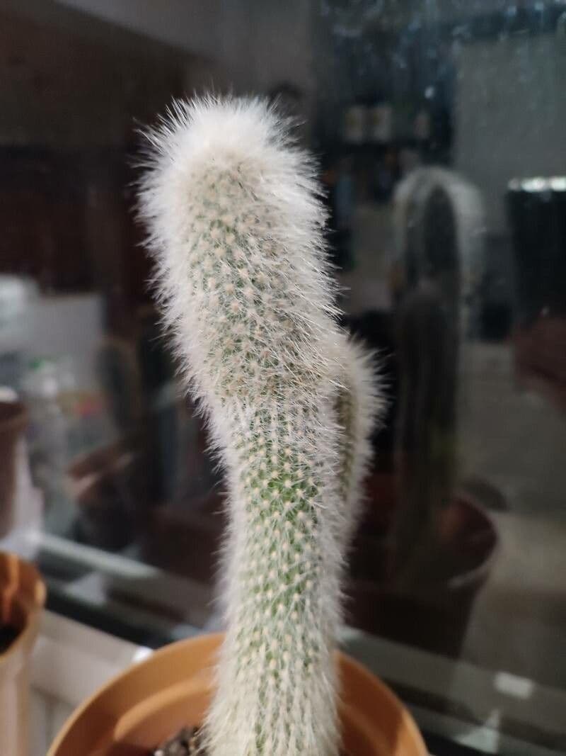 Espostoa lanata 22