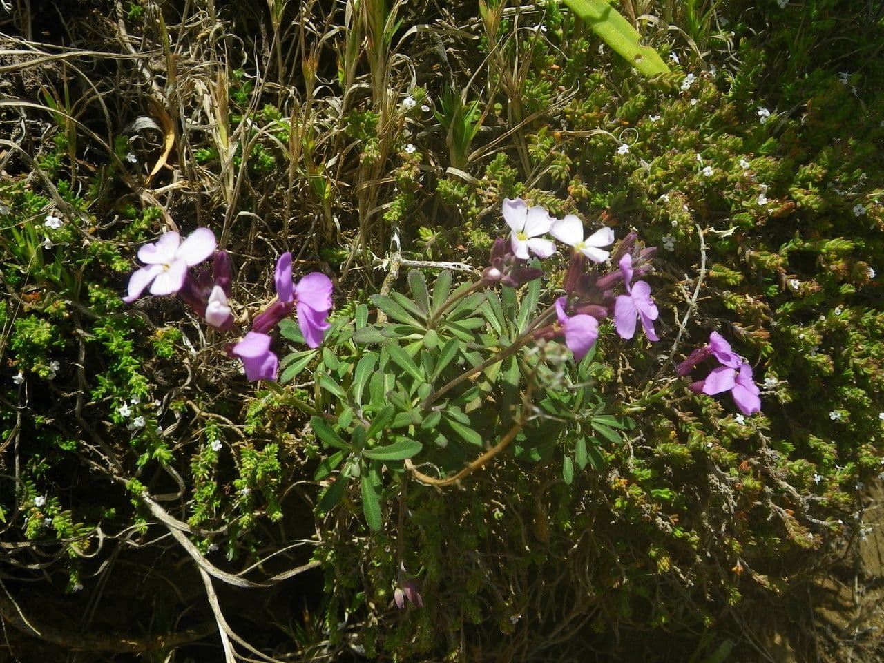 Violaciocca bicolore 7