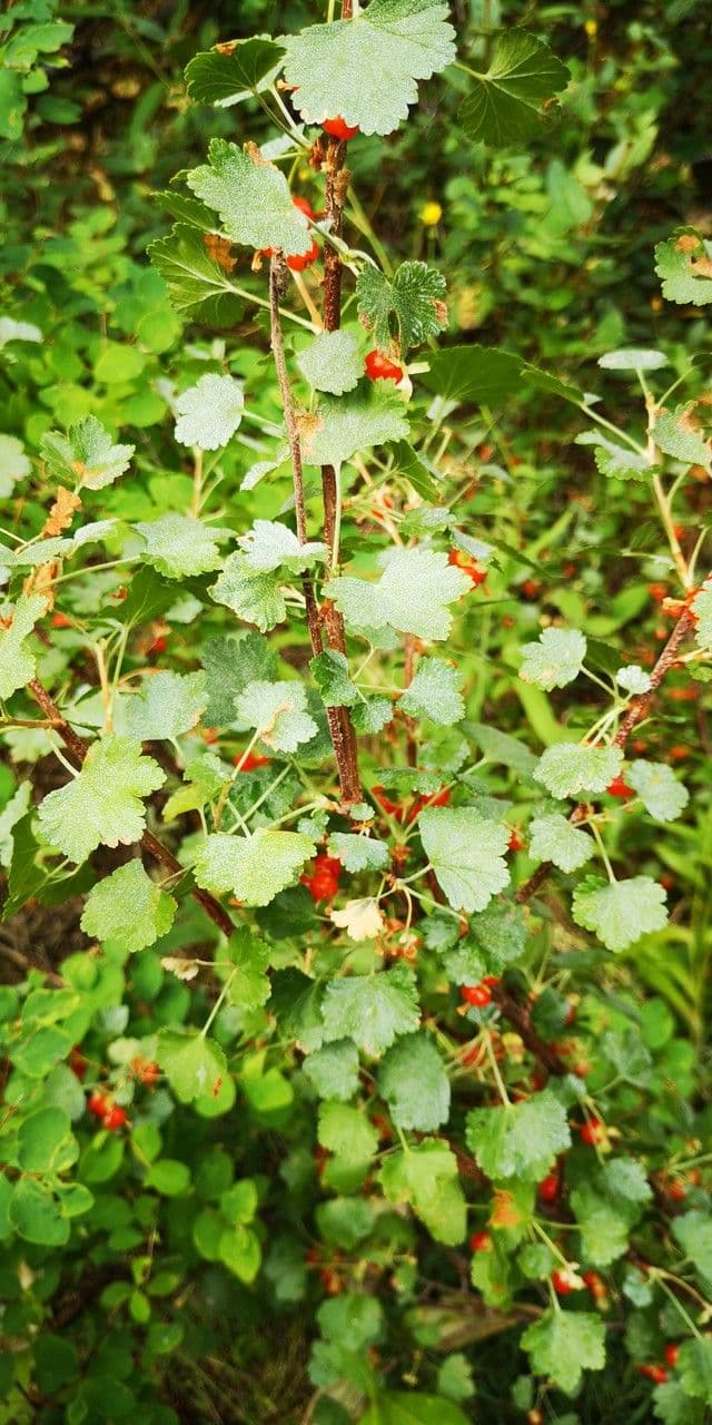 Ribes cereo 17
