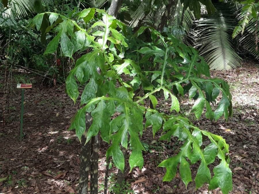 Dracontium 15