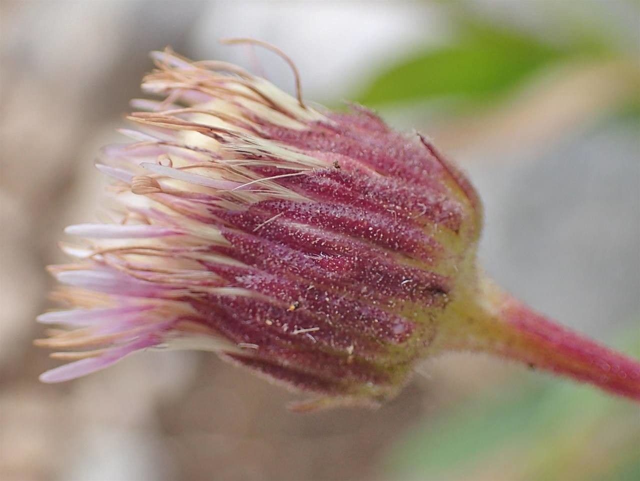 Erigeron alpino 3