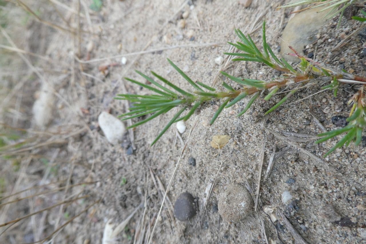 Polycnemum maius 11