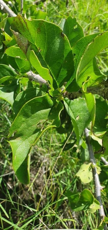 Sesamothamnus 17