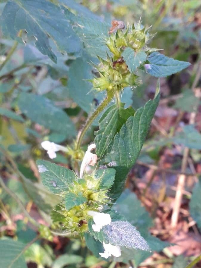 Canapa selvatica 6