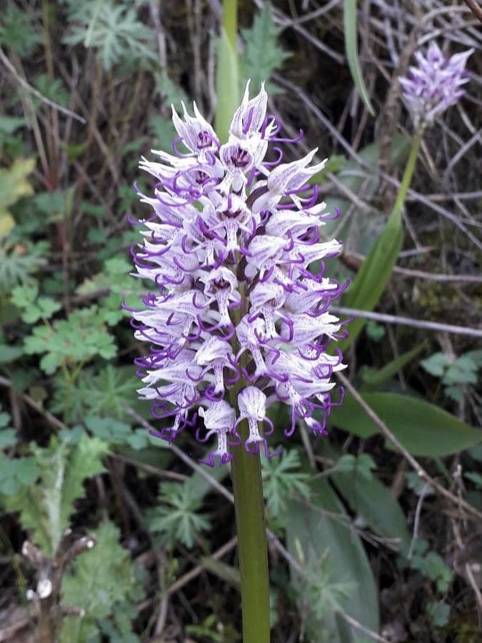 Orchide scimmia 3