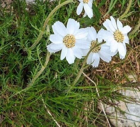 Achillea
