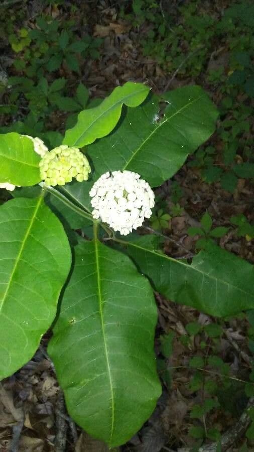 Asclepias variegata 3