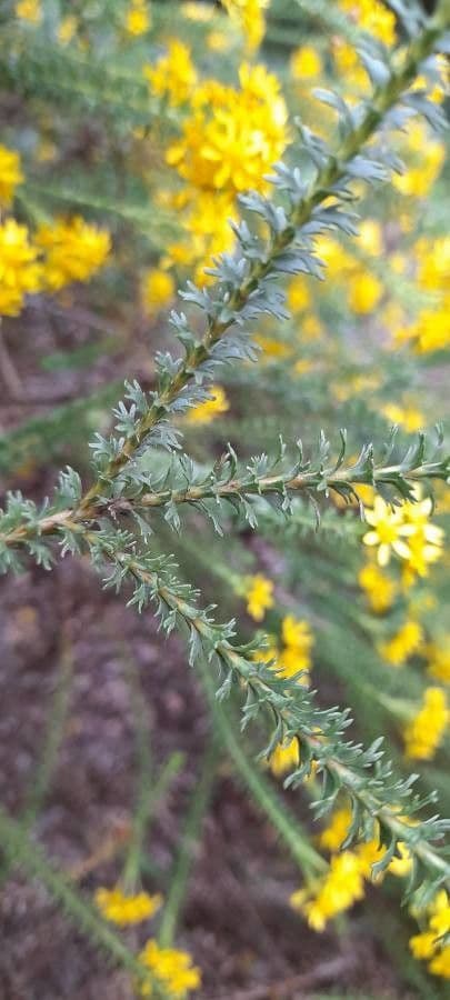 Euryops 9