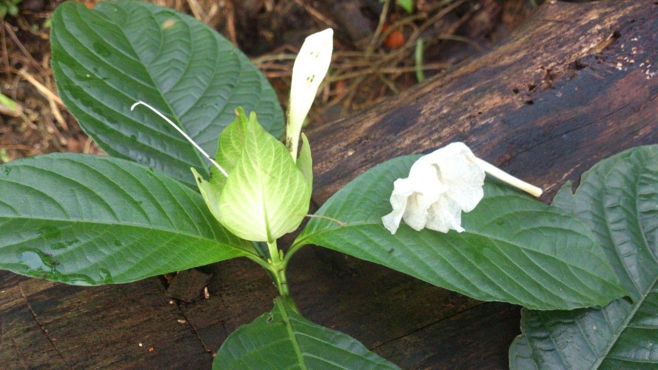 Ruellia 3