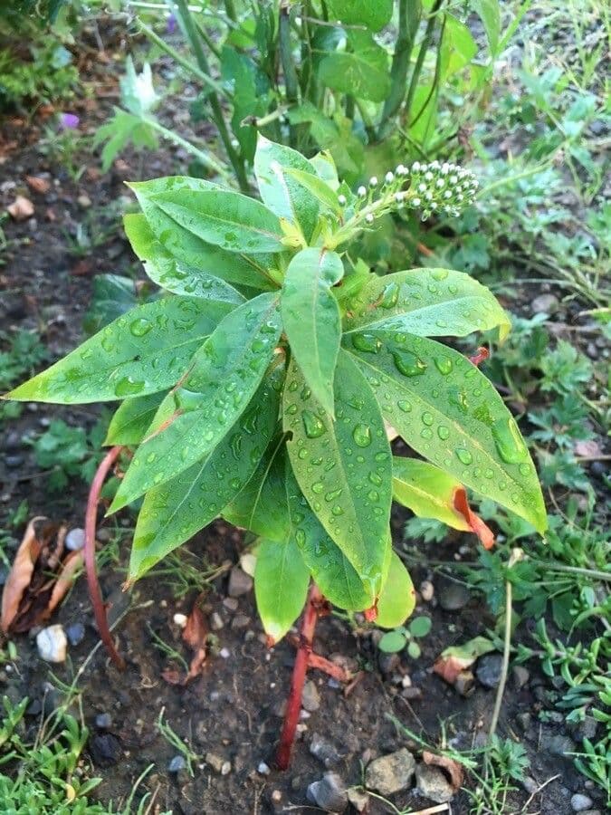 Lysimaque à grappes 18