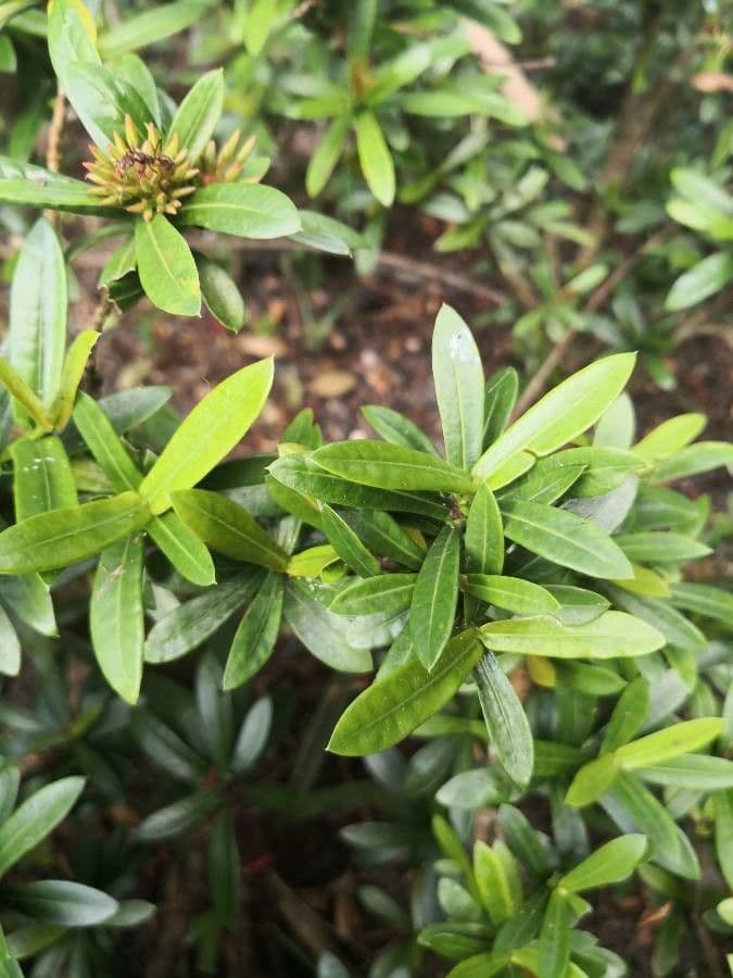 Ixora 17