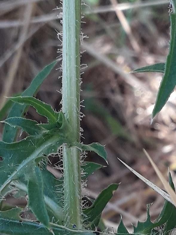 Calcatreppola 25