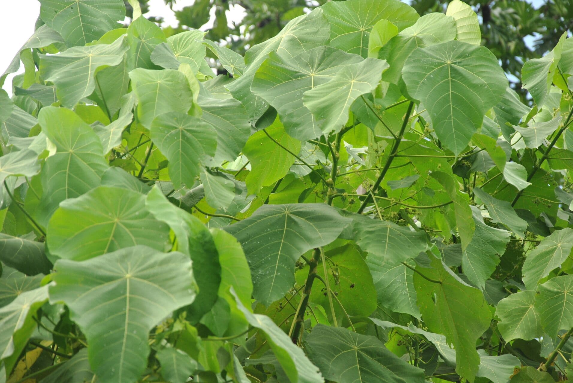 Macaranga 23