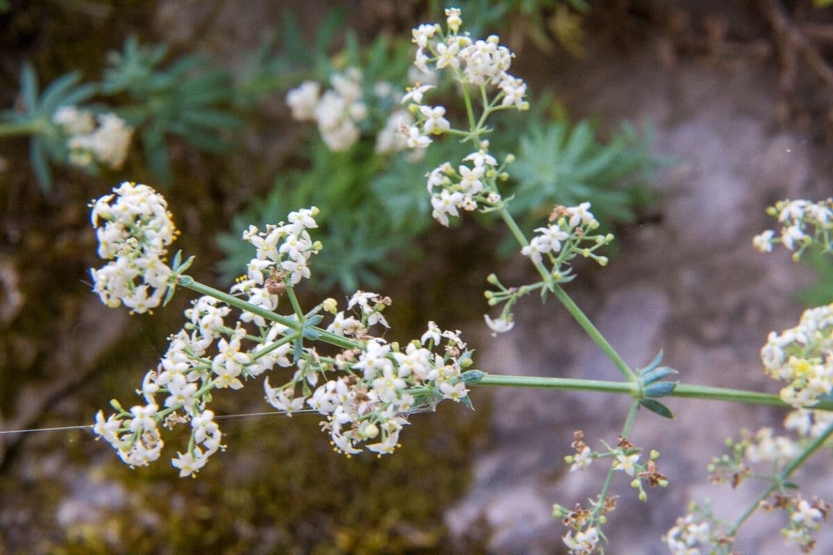 Galium