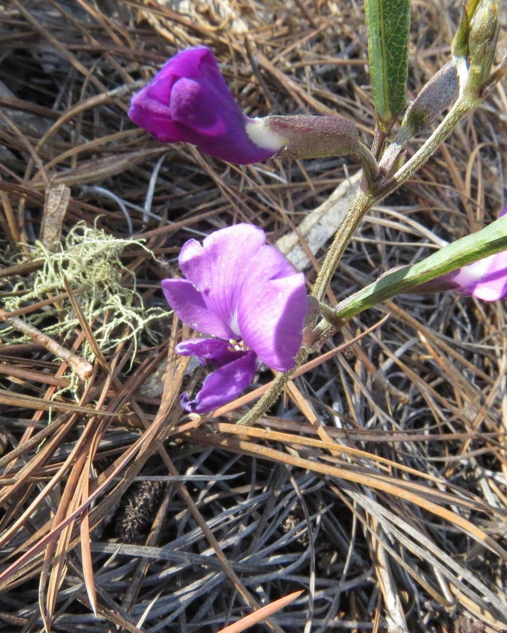 Cologania obovata 3