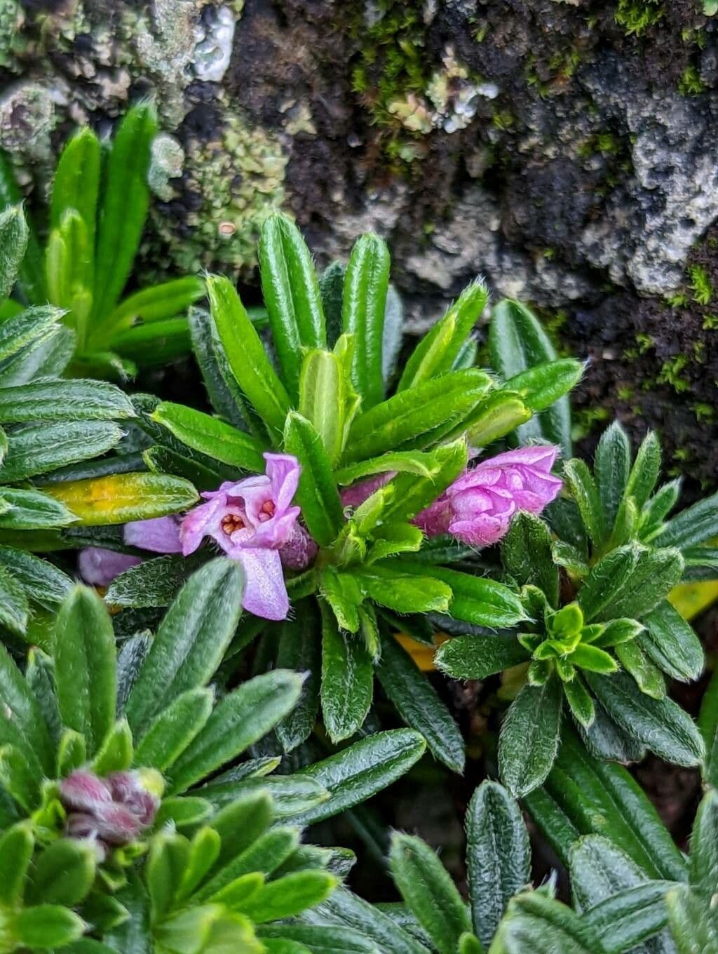 Difenbaachie 3