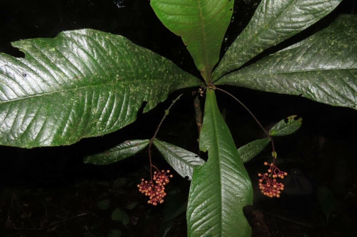 Ardisia 2