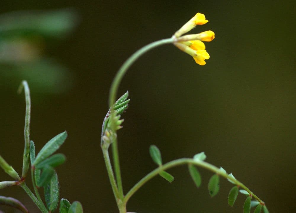 Ornithopus pinnatus 23