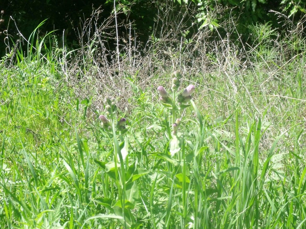 Penstemon cobaea 9