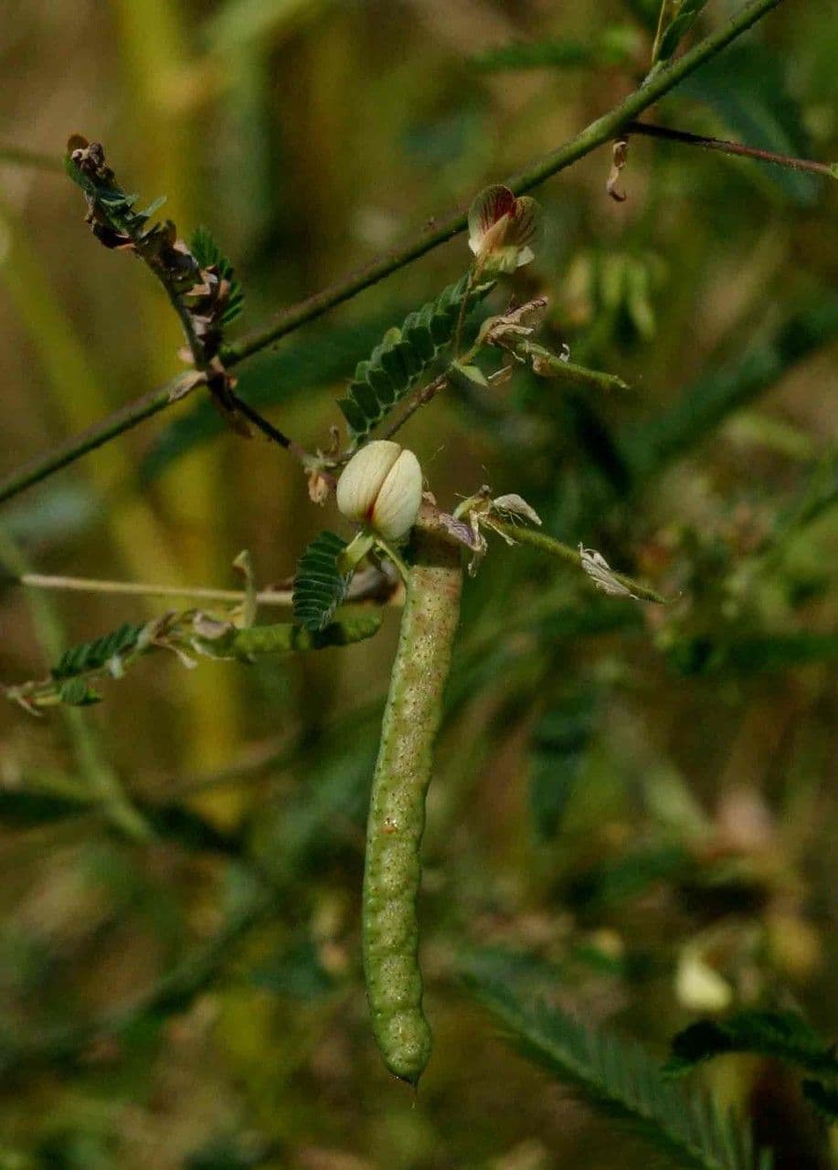 Aeschynomene indická 4