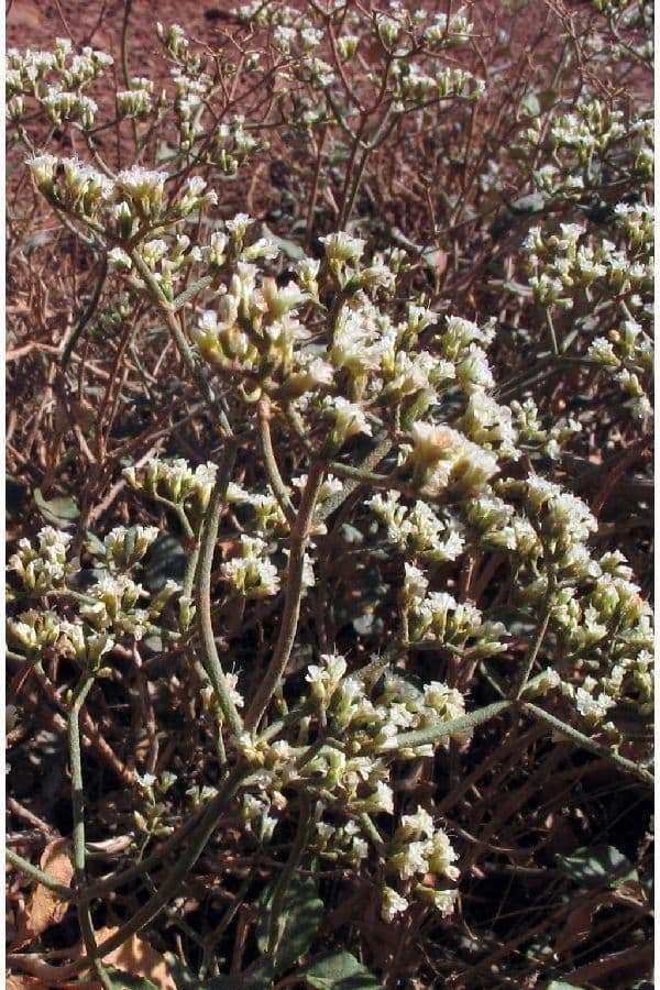 Eriogonum 2