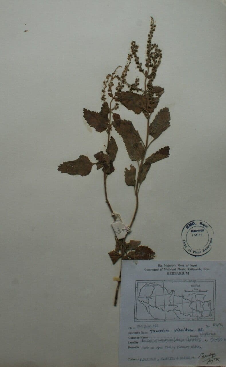 Teucrium viscidum 3