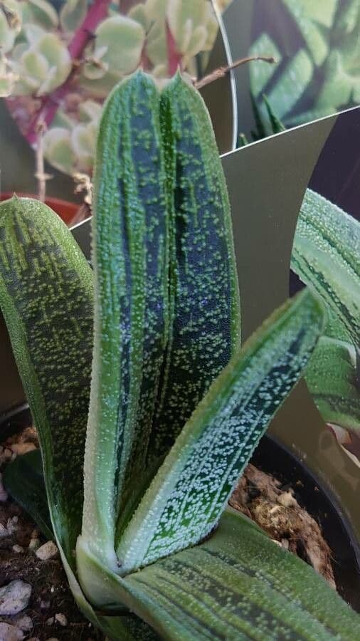 Gasteria 11