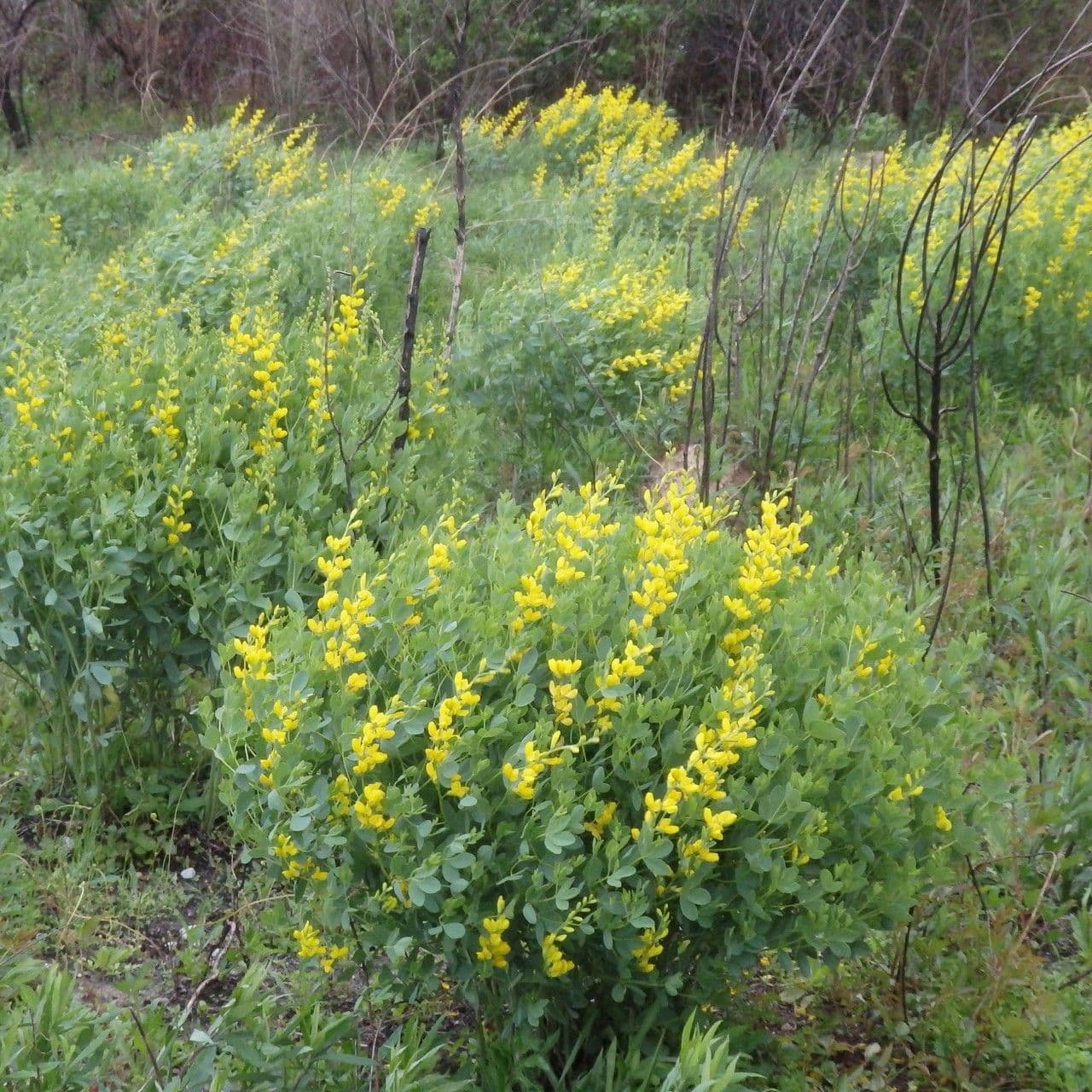 Baptisia 10