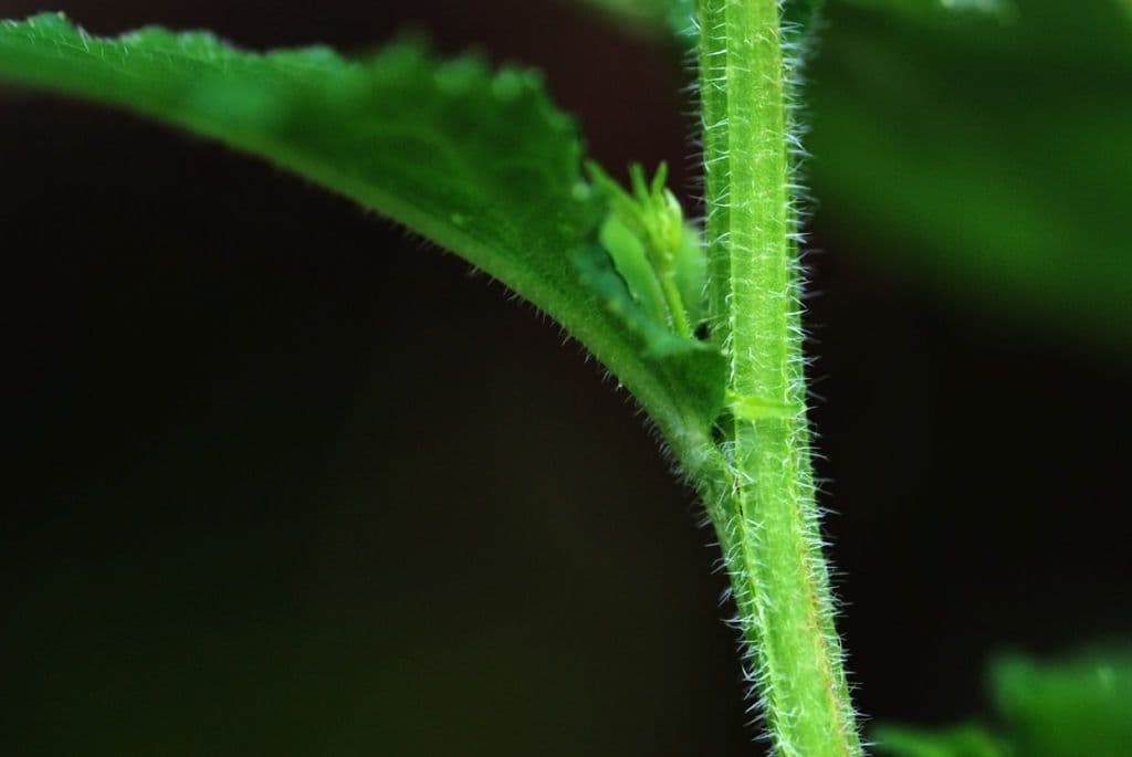 Lobelia 23
