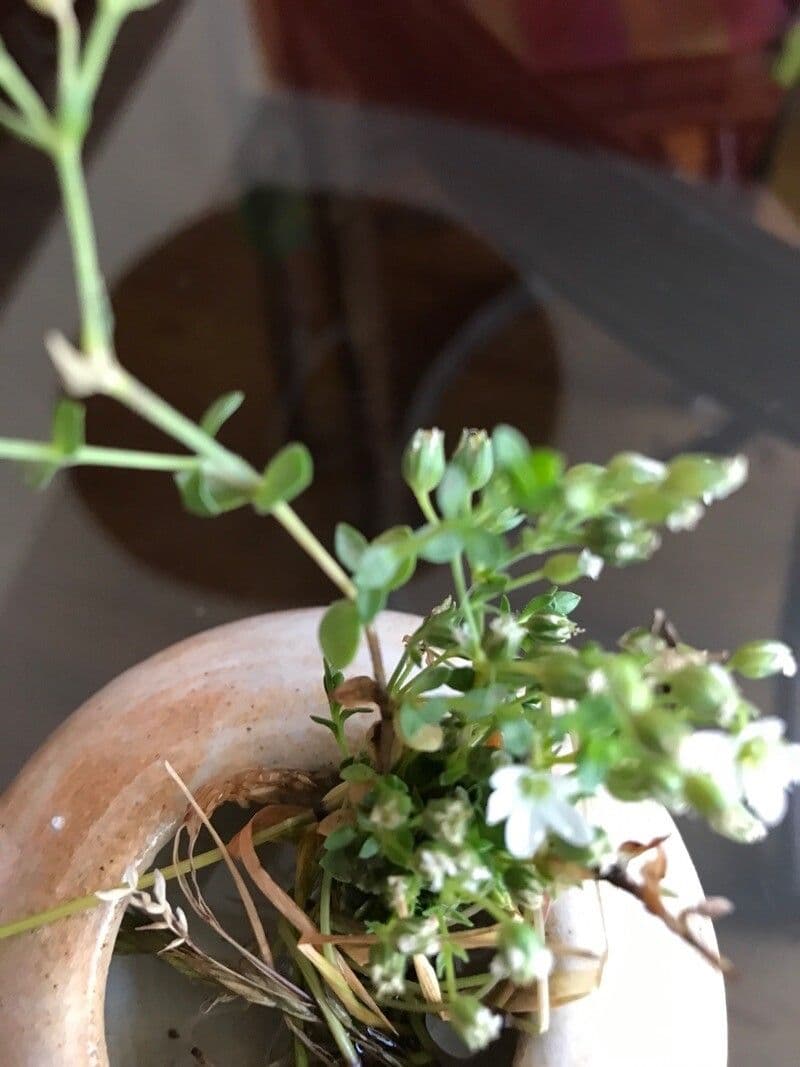 Arenaria ciliata 11