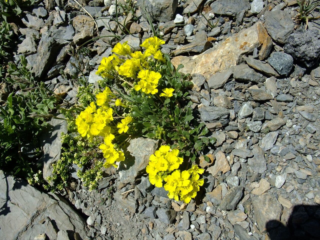 Brassica repanda 13