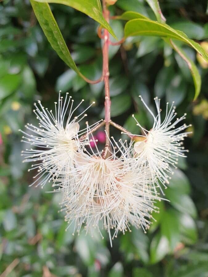 Syzygium paniculatum 9