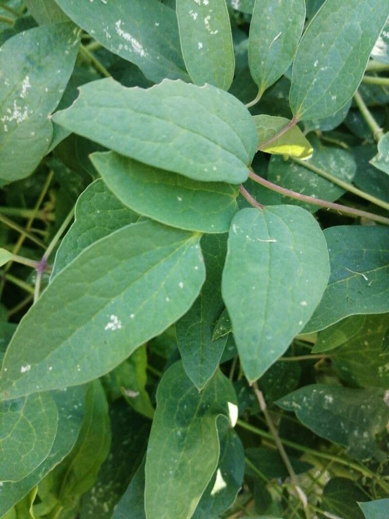 Clematis recta 17
