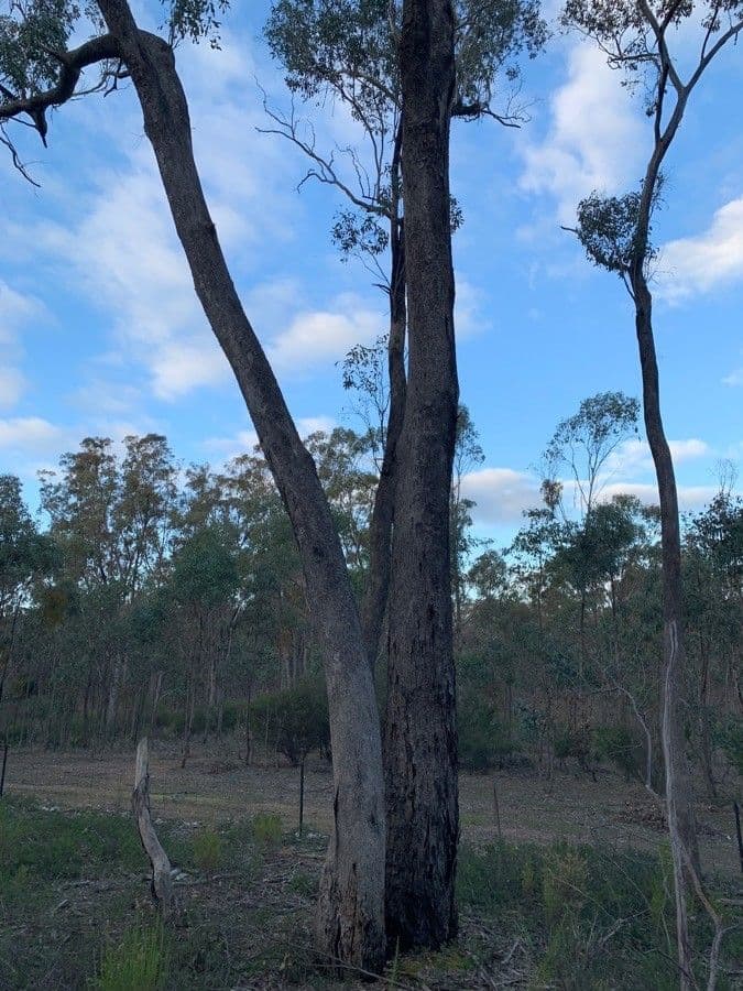 Eucalyptus microcarpa 10