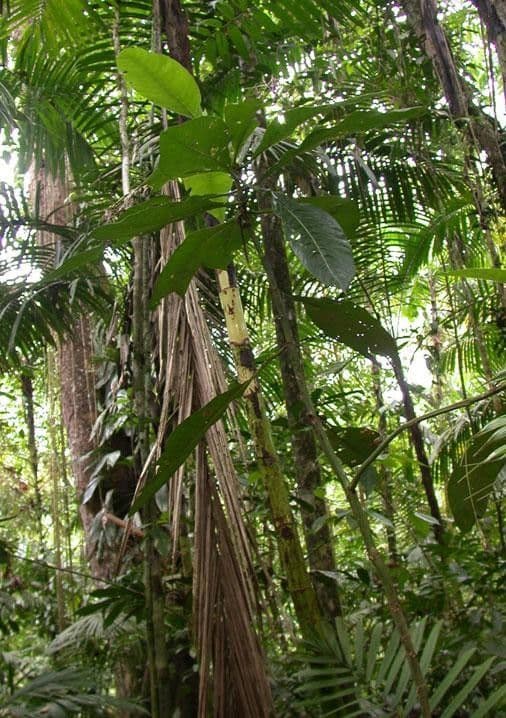Große Psychotria 12